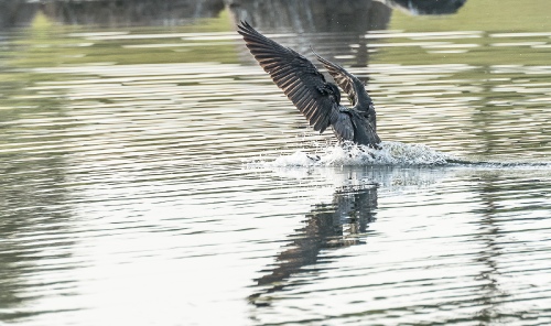 Land On Water