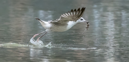 Picking Bird
