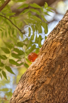 Robe Tree