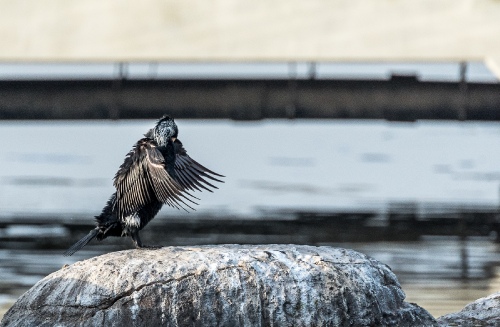 Sharp Wings