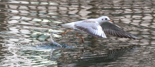 Water Walker