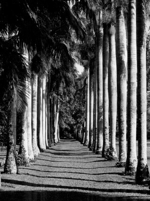 Palm trees