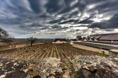 Bourgogne Wine fields