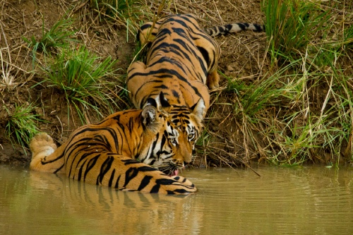 Eye of the Tiger