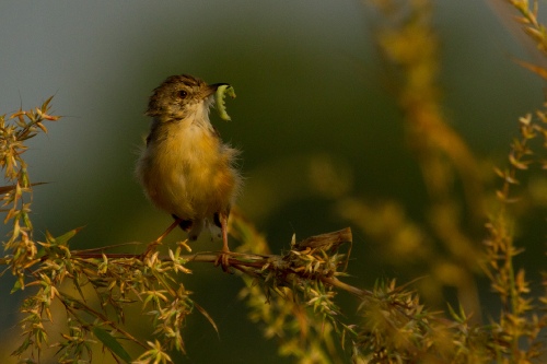 The Early Bird