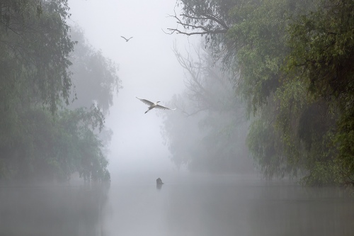Mystical dawn