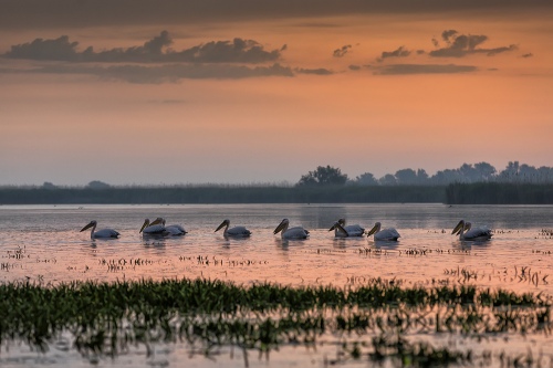 Pelicans at dawn