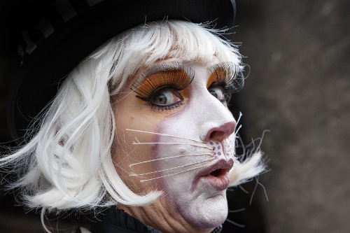 Feline