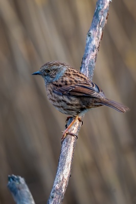 Dunnock