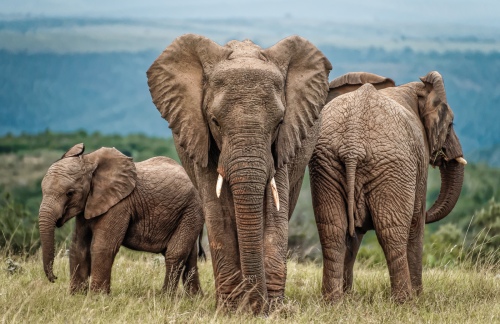 Elephant Family: 