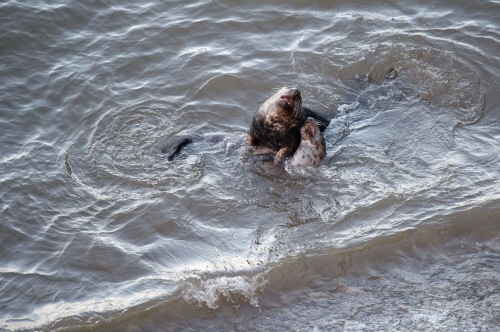 Greyseals 211218