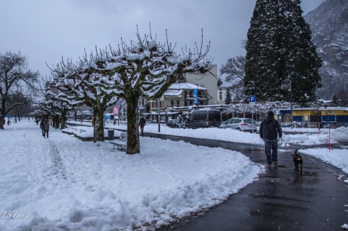 Ice Trees