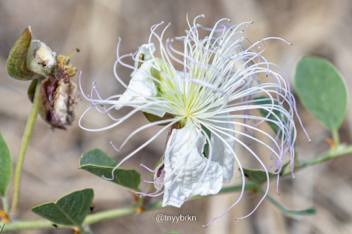 Flower of Life