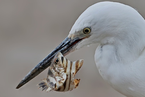 Food on the tip of one's mouth