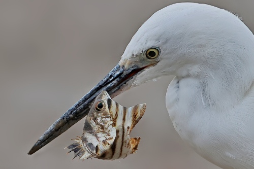 Food on the tip of one's mouth