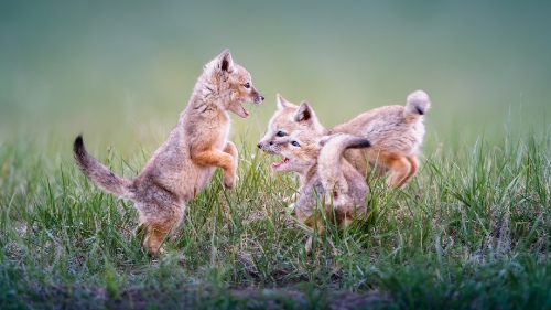 frolic