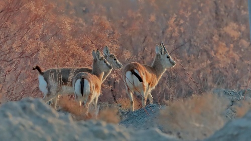 Gazella subgutturosa
