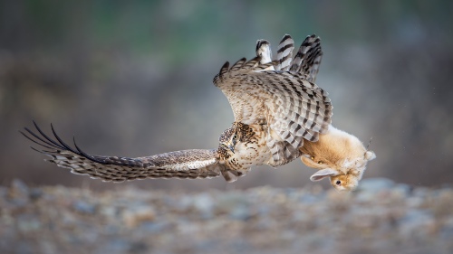 hunt