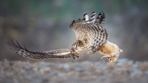 hunt