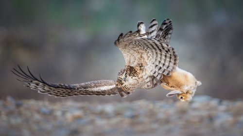 hunt