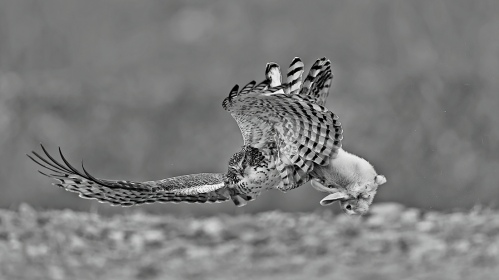 hunt