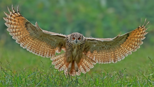oncoming