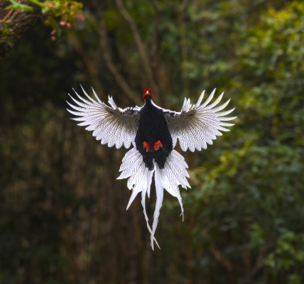 Silver pheasant fins