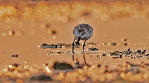 Spoonbill sandpiper