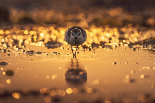 Spoonbill sandpiper