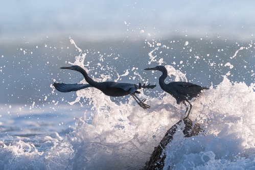 surfing