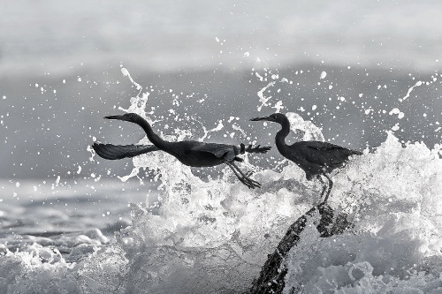 surfing