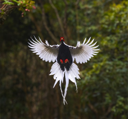 The silver pheasant spread its wings