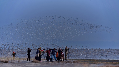 Waves of birds and cannons