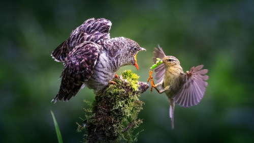 Willow warbler gives birth to young large cuckoo