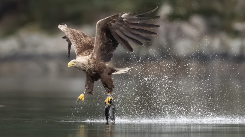 Double fish