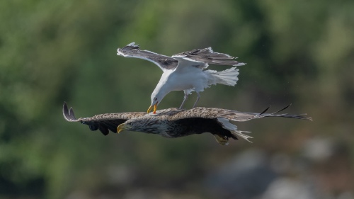 Eagle surfing