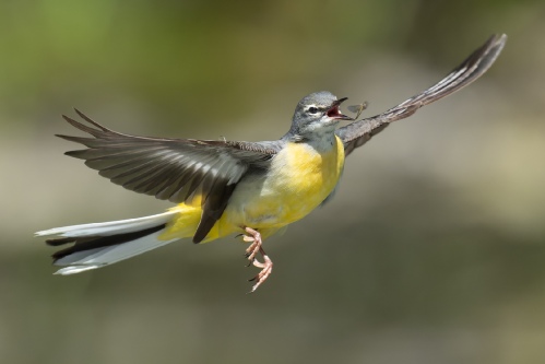 Graceful catching