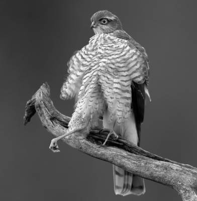 One step for birdkind