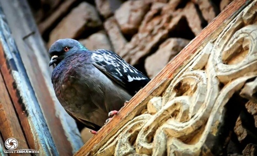 My home terrace