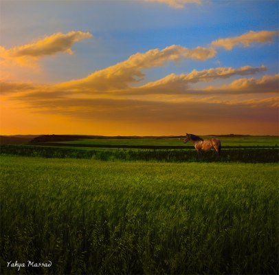 Yahya Massad