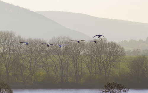 landing swans